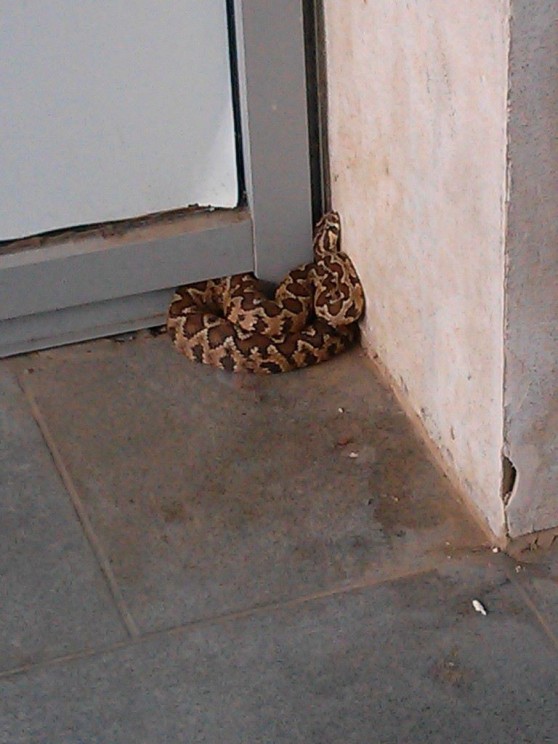 הנחש שנלכד בקרית השרון (צילום נתנאל שטרייזר)