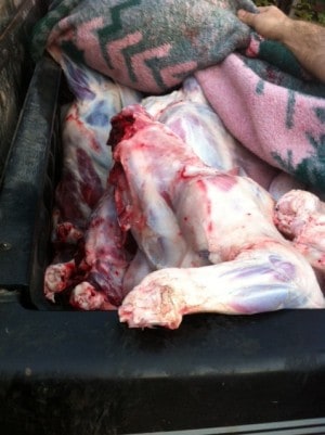 בשר הכבש שנתפס ברכב (צילום: משרד החקלאות)