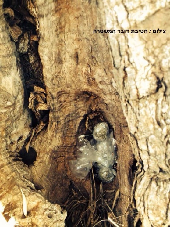 מריחואנה מוסתרת בעץ