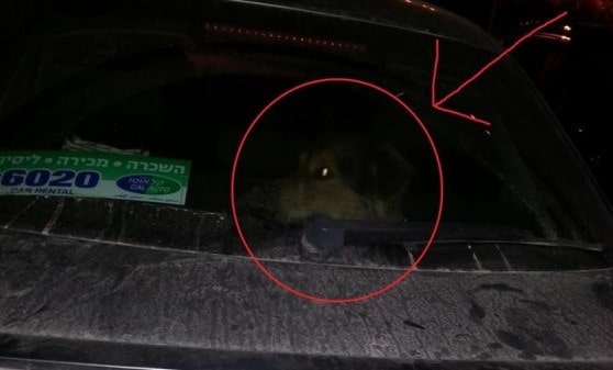 כלב הושאר ברכב של בעליו (צילום עצמי)