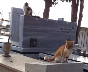 החתולים על הקברים. בית העלמין בנצרת עלית (צילום: יצחק סולומון)