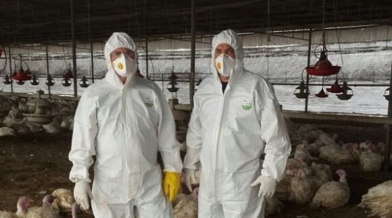 שפעת העופות (צילום: משרד החקלאות ופיתוח הכפר)