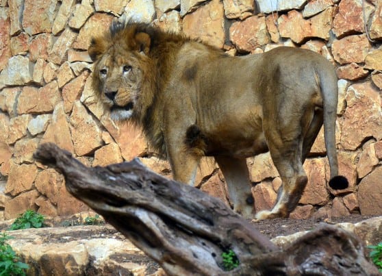 המלך החדש. יאגו האריה (צילום: עיריית חיפה)