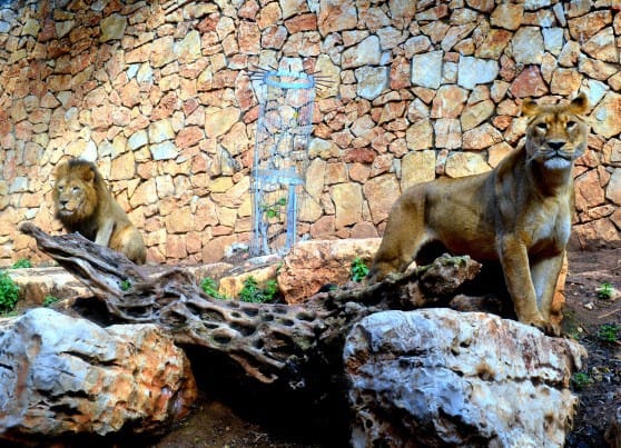 חברים? האריות בגן החיות של חיפה (צילום: עיריית חיפה)