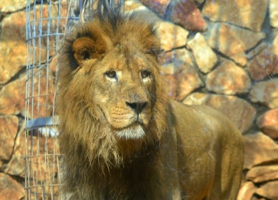 אני המלך. יאגו האריה (צילום: עיריית חיפה)