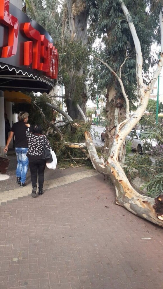 העץ שקרס ברחוב הרברט סמואל (צילום: בועז לוי)
