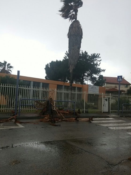 עץ קרס ברחוב העלייה בעכו