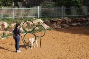 פארק כלבים חדש בזכרון יעקב (צילום: באדיבות מתנ"ס זכרון יעקב)