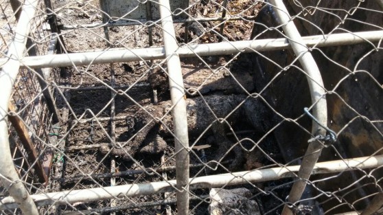 כלב אמסטף שרוף בכלוב (צילום: כיבוי אש מחוז חוף)