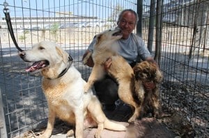 הווטרינר העירוני עם הכלבים שהוחרמו (צילום: עיריית חדרה)