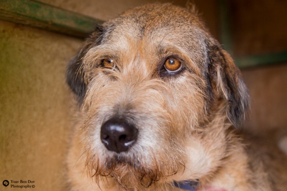 הכלבה  טורי (צילום: עמותת תנו לחיות לחיות)