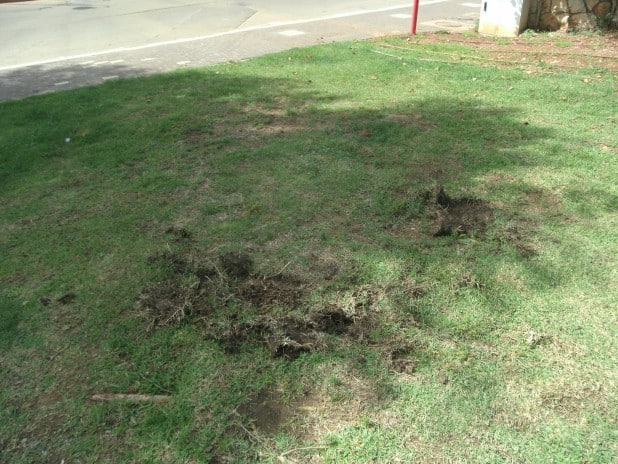 היה דשא? דשא שחפרו והרסו והרסו חזירי בר בשכונה. צילום: נירית שפאץ
