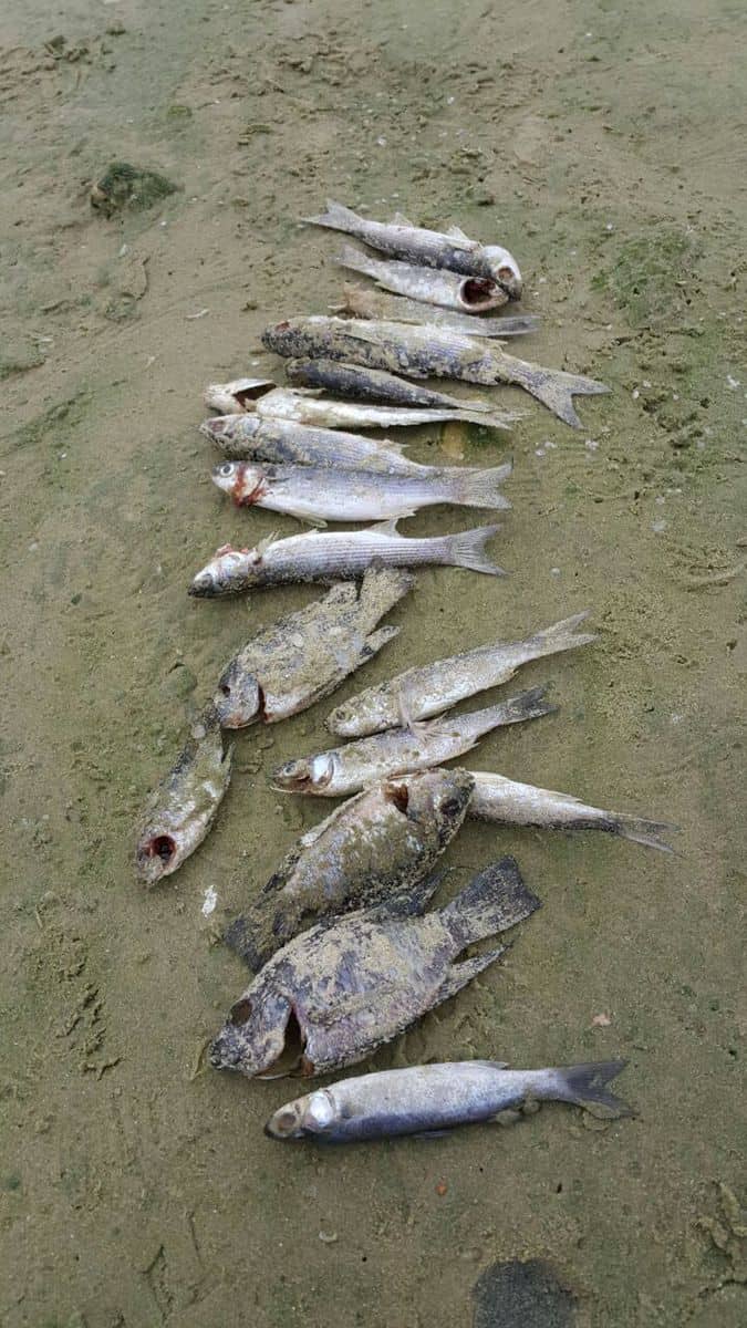 דגים מתים (צילום: בר כוכבא מדרשי)