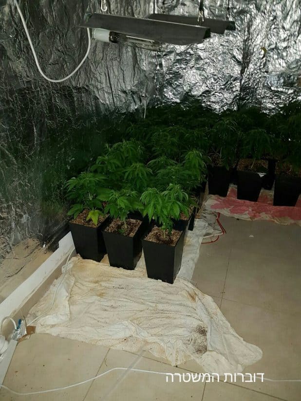 צמחי קאנאביס בלתי חוקי שנתפסו על ידי המשטרה בקריות. צילום: דוברות המשטרה