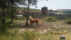 סוסה שנגנבה ונמצאה (צילום עצמי)