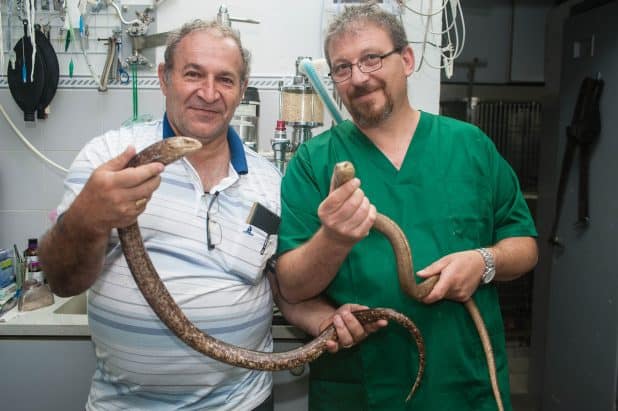 ד"ר פביאן בן זקן ושמואל בראונשטיין מחזיקים קמטן. צילום: דורון גולן