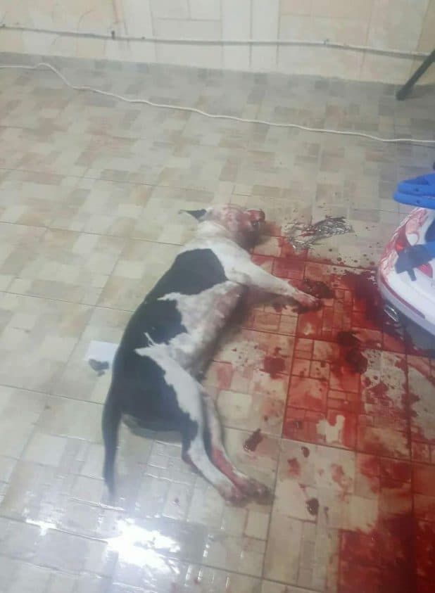 כלבת הפיטבול "קאיה" לאחר שנרצחה. צילום: פרטי