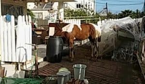 סוס בחצר הבית. צילום: דוברות העירייה