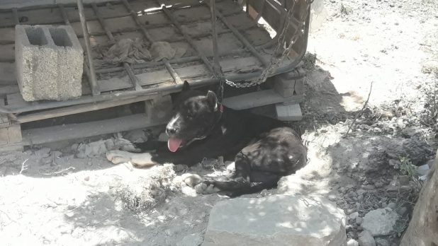 הכלבים שנתפסו צילום משטרת ישראל (1)