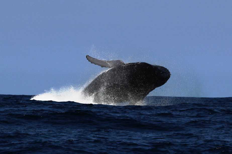 לווייתן שתועד באפריקה | צילום: ד"ר עוז גופמן