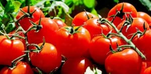 עגבניות. צילום: pixabay.com