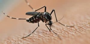 הדברת יתושים בחומרים ידידותיים לסביבה | צילום: פנתרמדיה