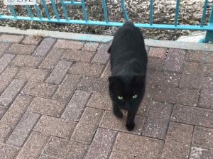 חתולה שחורה (צילום עצמי)