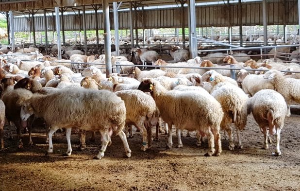 סוף לבעיה. עדרים רועים בגלבוע (צילום מוא"ז גלבוע)