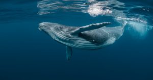 "אני הלווייתן הזה". מחשבות - בלוג הקורונה היומי של עלית קרפ | צילום: shutterstock