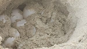 ביצים של צבי ים בחוף נאות בקרית חיים | צילום: דוברות עיריית חיפה