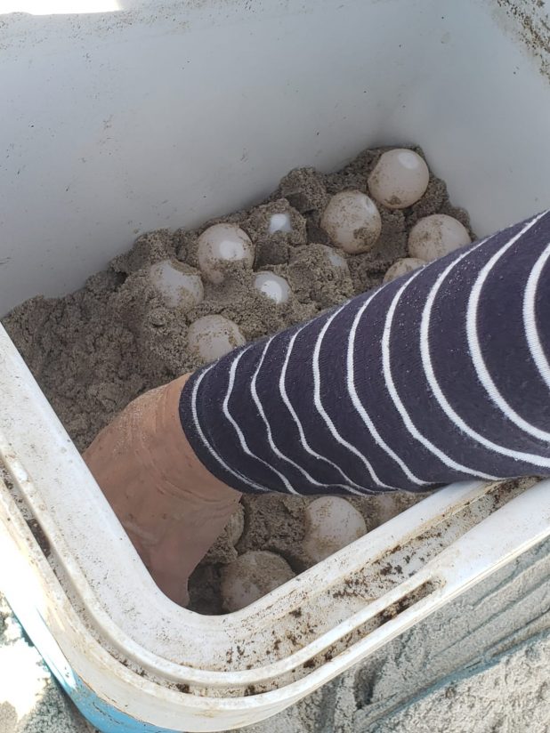 הביצים מועברות למדגרה של רשות הטבע והגנים | צילום: דוברות עיריית חיפה