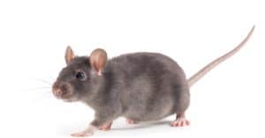 עכבר הוא חיה חכמה, והוא מכיר את מי שמגדל אותו | צילום: shutterstock
