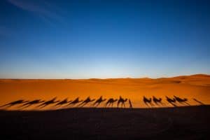 אורחת גמלים במדבר במרוקו \ צילום: מעיין קריסי