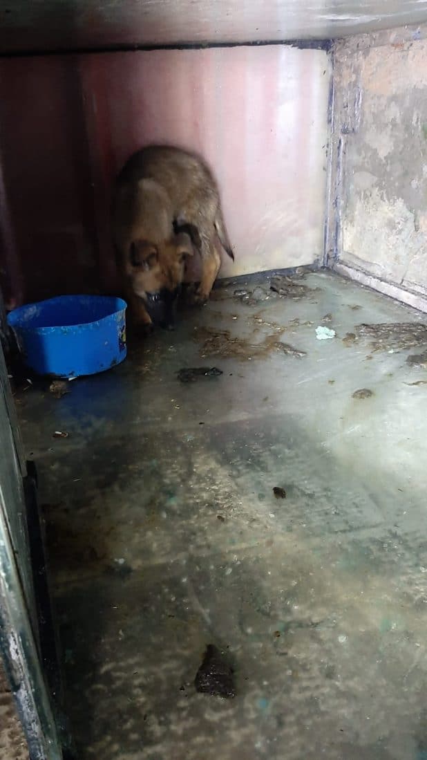 גור כלבים מורעב בתוך שידה | צילום: דוברות המשטרה