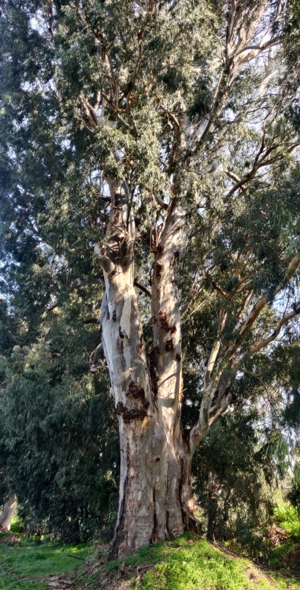 עץ אקליפטוס ותיק בכביש עכו-בוסתן | צילום: דוברות מטה אשר