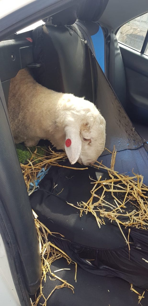 כבשה בתוך תא המטען | צילום: דוברות המשטרה