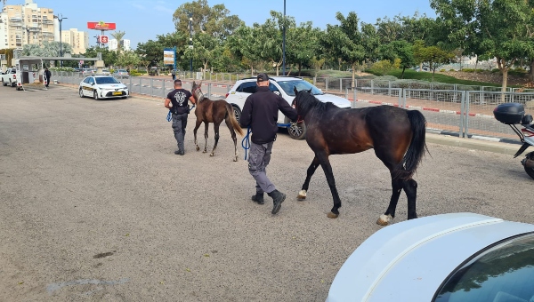 הוחרמו סוסים שהוחזקו לא כדין | צילום: עיריית עכו