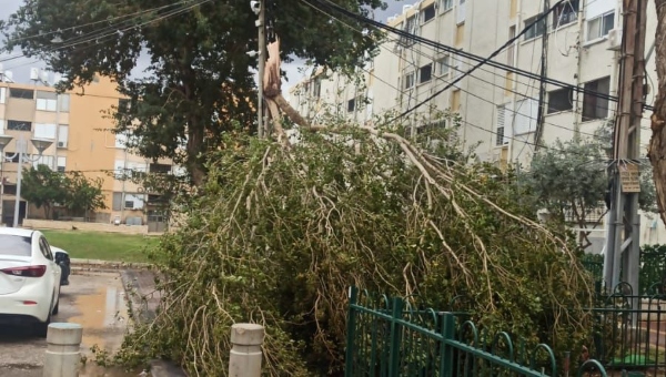 קריסת עצים בסופה | צילום: עיריית עכו
