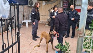 הוחרמו כלבים שהוחזקו לא כחוק | צילום: עיריית עכו