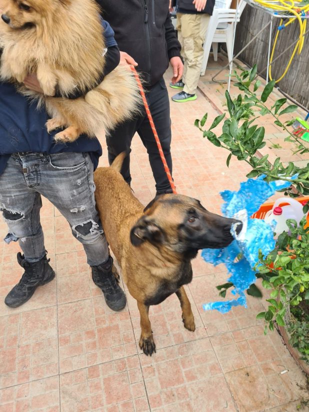 הוחרמו כלבים שהוחזקו לא כחוק | צילום: עיריית עכו